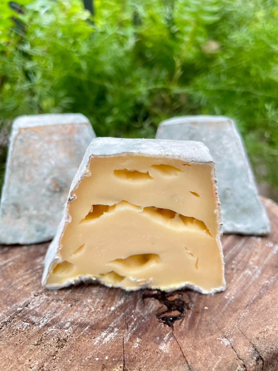 SERRA FINA
