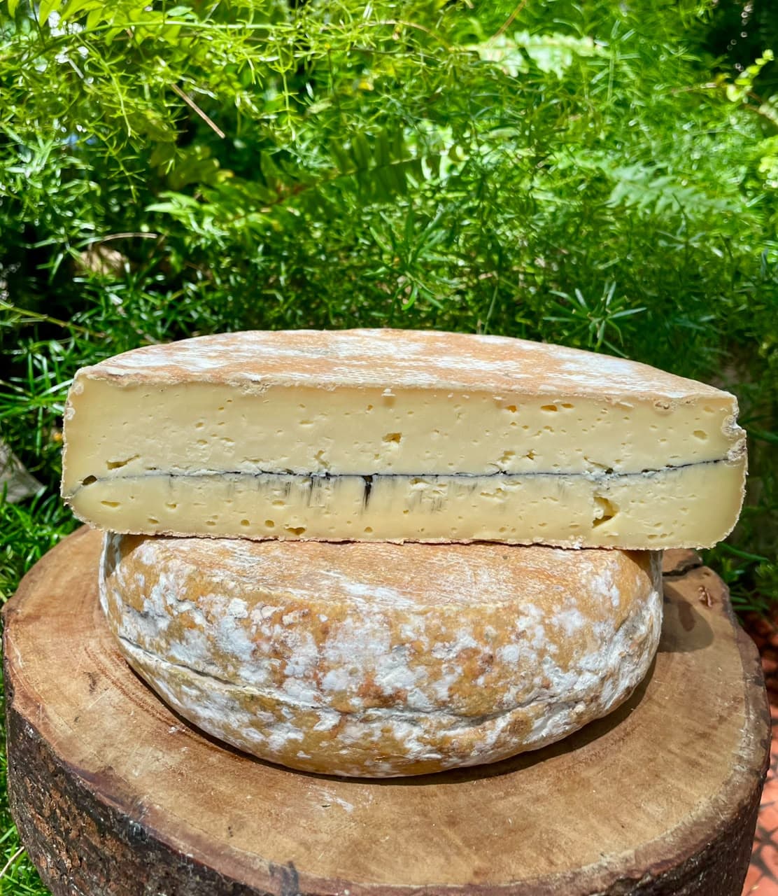 BARRIGA VERDE