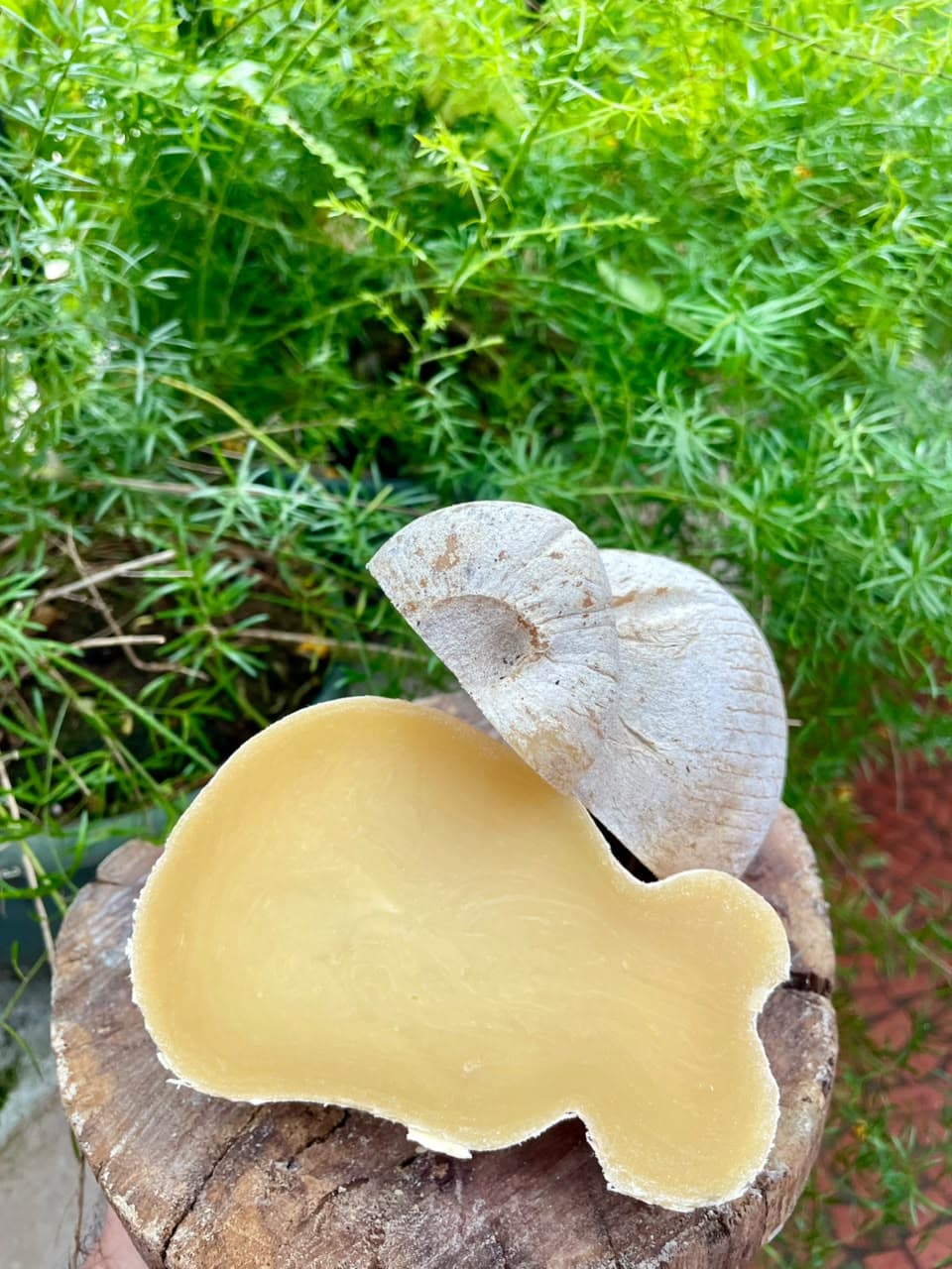 CABACINHA